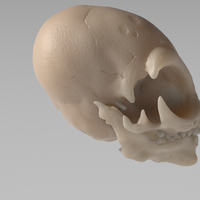 Grey Alien Skull  - Thumbnail 4