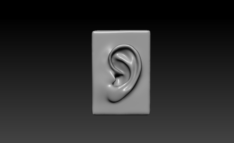 Ear - 3D Model