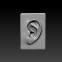 Small Ear - 3D Model 3D Printing 348455