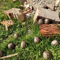 Whispering Egg | No Man's Sky - Thumbnail 2