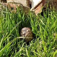 Whispering Egg | No Man's Sky - Thumbnail 3