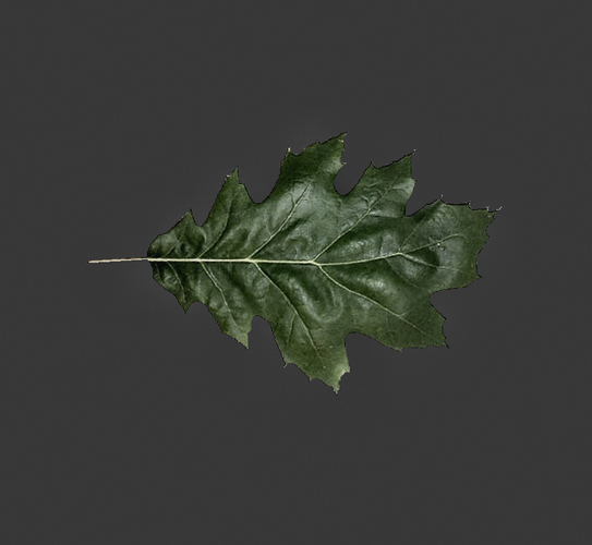 3D Leaves by docers | Pinshape
