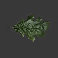 Leaves - Thumbnail 1