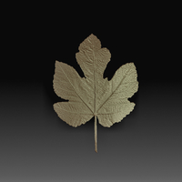 Leaves - Thumbnail 4
