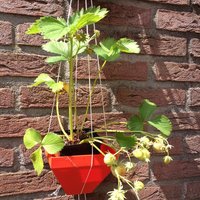 Small Hanging garden type 3 3D Printing 35301