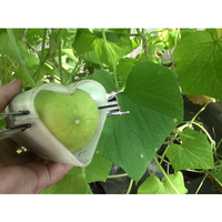 Fruit mold (triangle, square, heart) - Thumbnail 6