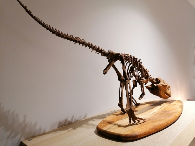 Dinosaur skeleton - Psittacosaurus