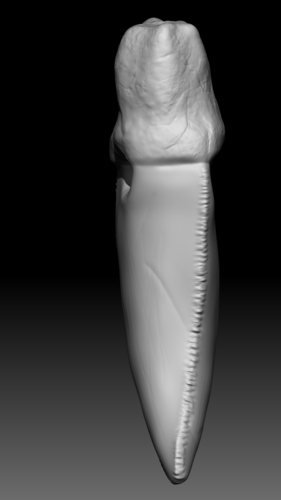 T - Rex teeth pendant  (1 extra variation free) 3D Print 355307