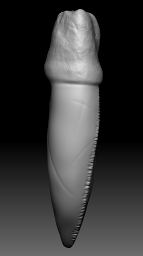 T - Rex teeth pendant  (1 extra variation free) 3D Print 355308