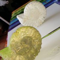 ammonite mold - Thumbnail 2