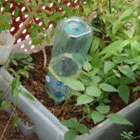 Spike Water Root Planting - Thumbnail 2
