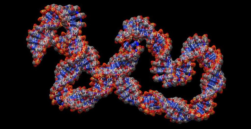 CHIMERA & GRAPHITE DNA