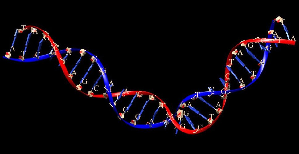 DNA (1) 3D Print 36244