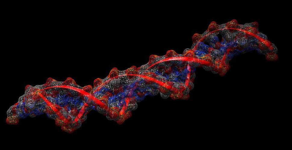 DNA (1) 3D Print 36256
