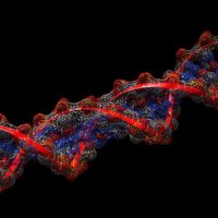 DNA (1) - Thumbnail 2