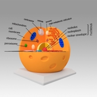 Animal Cell - Thumbnail 2