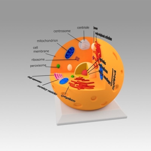 3D Printed Animal Cell by blackeveryday | Pinshape