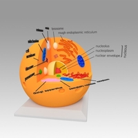 Animal Cell - Thumbnail 4