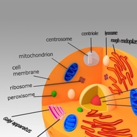 Animal Cell - Thumbnail 5
