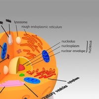 Animal Cell - Thumbnail 6