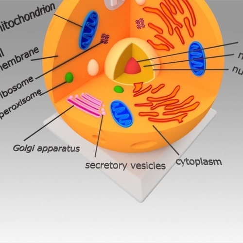 Animal Cell 3D Print 367107