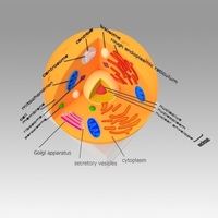Animal Cell - Thumbnail 8