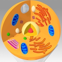 Animal Cell - Thumbnail 9