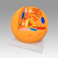 Animal Cell - Thumbnail 12