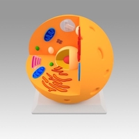 Animal Cell - Thumbnail 13