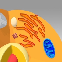 Animal Cell - Thumbnail 16