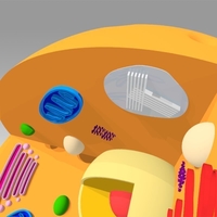 Animal Cell - Thumbnail 18
