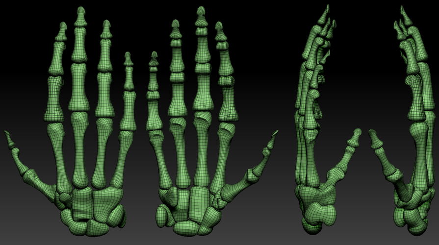 Human hand bones Wrist skeleton 3D model 3D Print 368142