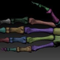 Human hand bones Wrist skeleton 3D model - Thumbnail 2