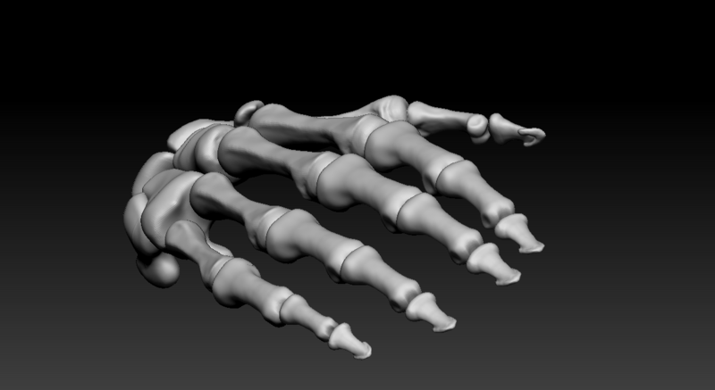 Human hand bones Wrist skeleton 3D model