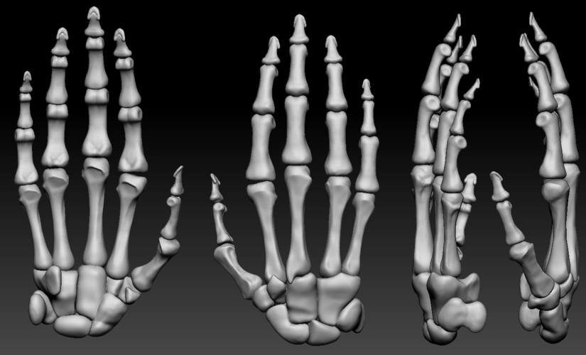 3D Printed Human hand bones Wrist skeleton 3D model by