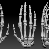 Human hand bones Wrist skeleton 3D model - Thumbnail 4