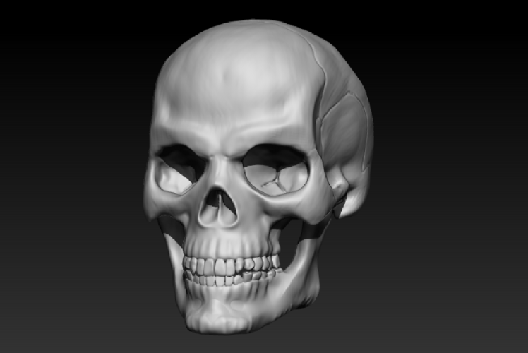 Human Skull 3D Print 368146