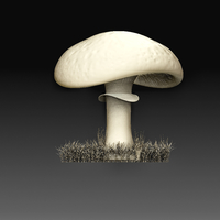 Mushroom - Thumbnail 4
