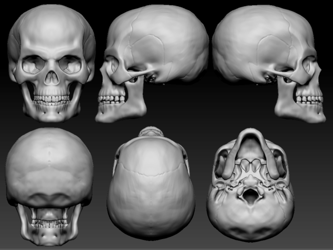 Human Skull 3D Print 369766