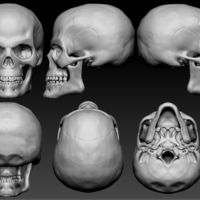 Human Skull - Thumbnail 2