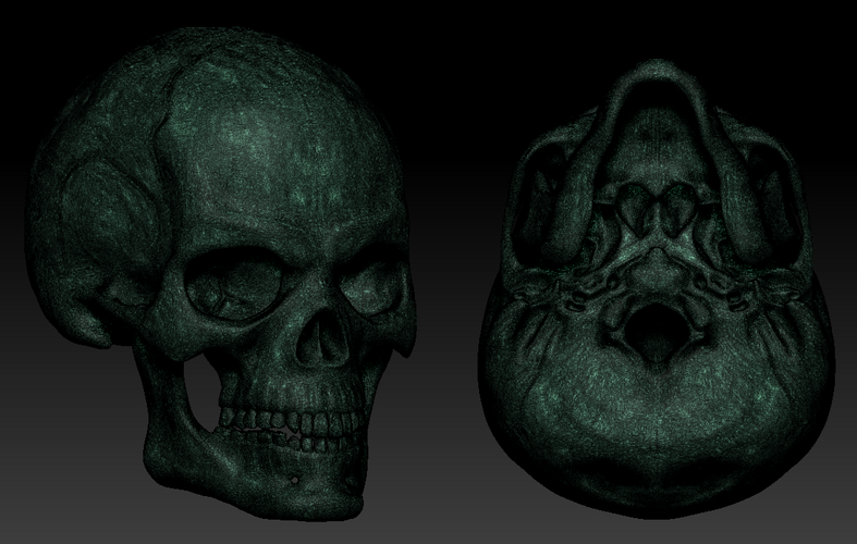 Human Skull 3D Print 369767