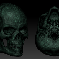 Human Skull - Thumbnail 3