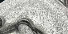 Image 370983
