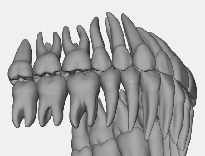 Azure upper jaw dental anatomy with roots 3D Print 377161