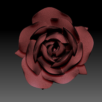 Rose flower - Thumbnail 6