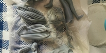 Image 379484