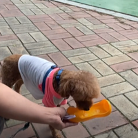 3Dprinter Dog water bottle(강아지 휴대용물통) - Thumbnail 2