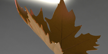 Image 380528