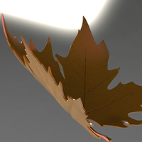 plane tree leaf - Thumbnail 11