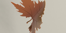 Image 380531